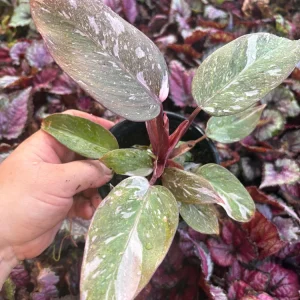 Philodendron Pink Princess Live Plant – 4.5 inch Pot – Indoor Aroid - Image 2