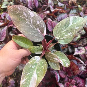 Philodendron Pink Princess Live Plant – 4.5 inch Pot – Indoor Aroid - Image 3