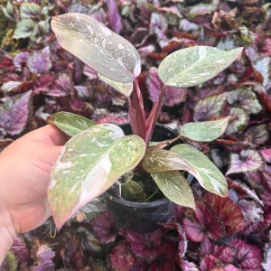 Philodendron Pink Princess Live Plant – 4.5 inch Pot – Indoor Aroid - Image 5