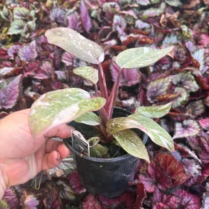 Philodendron Pink Princess Live Plant – 4.5 inch Pot – Indoor Aroid - Image 6
