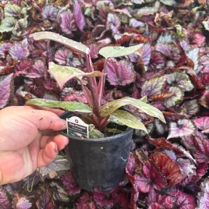 Philodendron Pink Princess Live Plant – 4.5 inch Pot – Indoor Aroid - Image 7