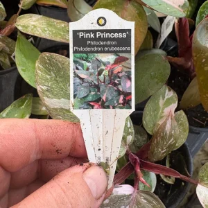 Philodendron Pink Princess Live Plant – 4.5 inch Pot – Indoor Aroid - Image 8