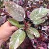 Philodendron Pink Princess Live Plant – 4.5 inch Pot – Indoor Aroid - Image 1
