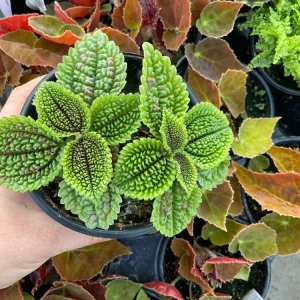 Pilea Doone Valley Live Plant - Friendship Plant - 4.5 inch Pot - Indoor - Image 2