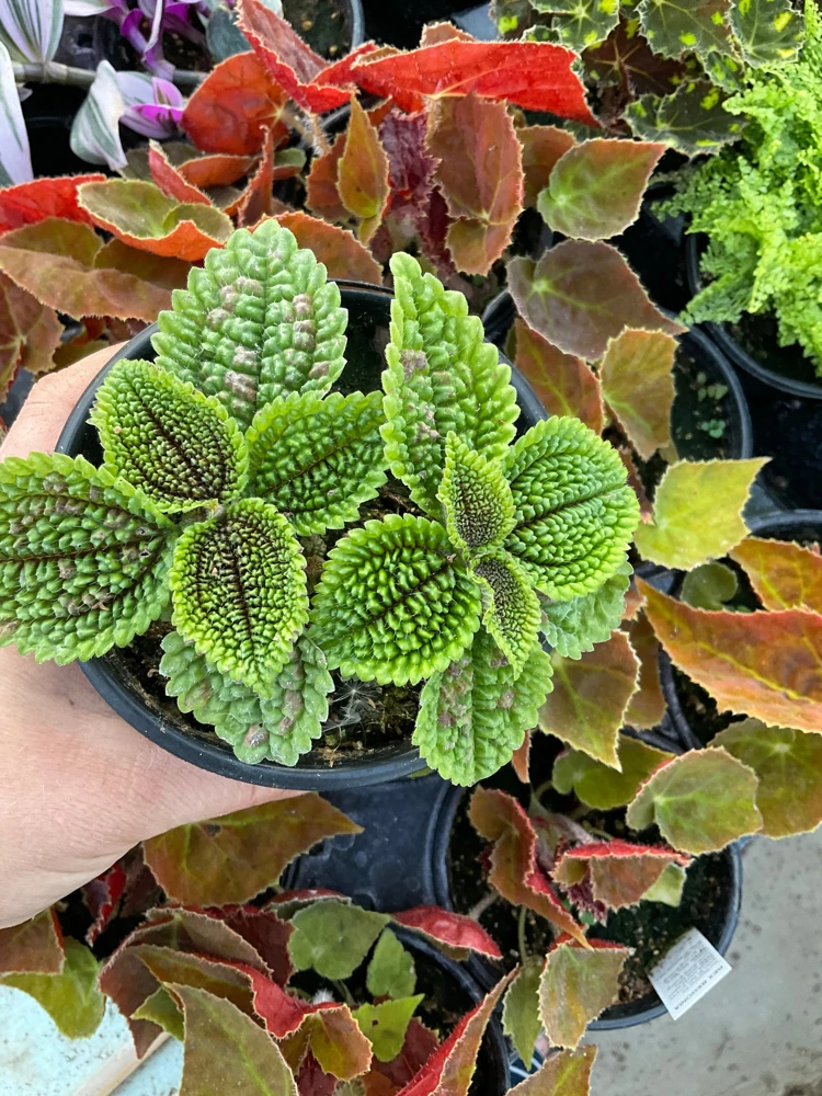 Pilea Doone Valley Live Plant - Friendship Plant - 4.5 inch Pot - Indoor - Image 2