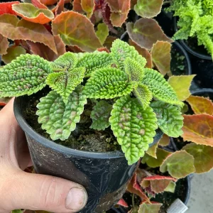 Pilea Doone Valley Live Plant - Friendship Plant - 4.5 inch Pot - Indoor - Image 3