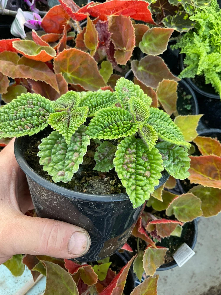 Pilea Doone Valley Live Plant - Friendship Plant - 4.5 inch Pot - Indoor - Image 3
