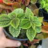 Pilea Doone Valley Live Plant - Friendship Plant - 4.5 inch Pot - Indoor - Image 1