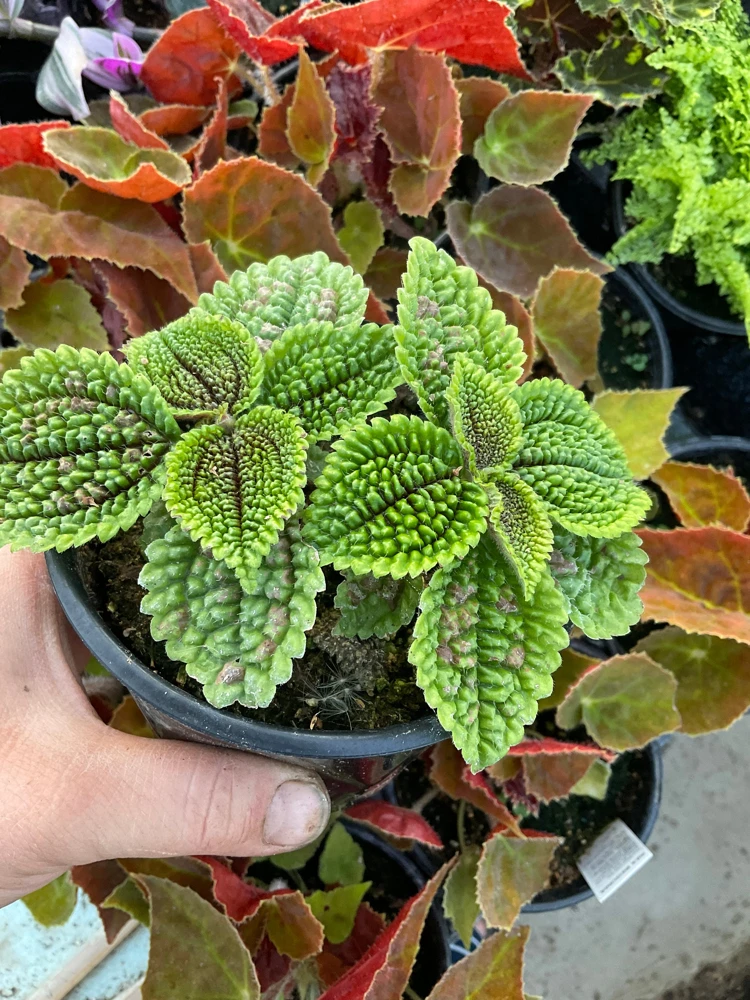 Pilea Doone Valley Live Plant - Friendship Plant - 4.5 inch Pot - Indoor - Image 1