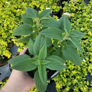 Pineapple Sage Live Plant - Salvia rutilans - 4.5