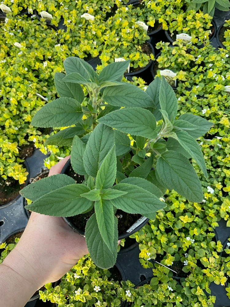 Pineapple Sage Live Plant - Salvia rutilans - 4.5" Pot - Fragrant Culinary Herb - Image 2
