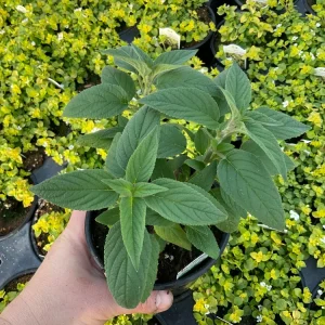 Pineapple Sage Live Plant - Salvia rutilans - 4.5