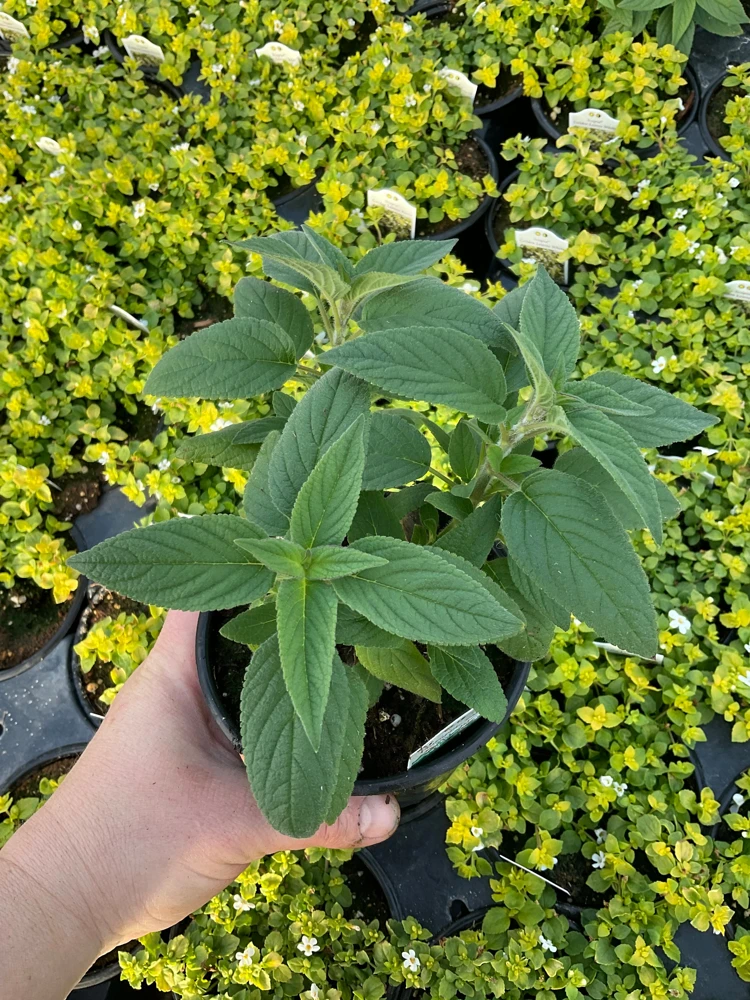 Pineapple Sage Live Plant - Salvia rutilans - 4.5" Pot - Fragrant Culinary Herb - Image 3