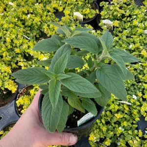 Pineapple Sage Live Plant - Salvia rutilans - 4.5