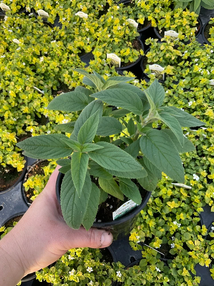Pineapple Sage Live Plant - Salvia rutilans - 4.5" Pot - Fragrant Culinary Herb - Image 4
