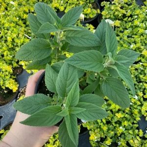 Pineapple Sage Live Plant - Salvia rutilans - 4.5