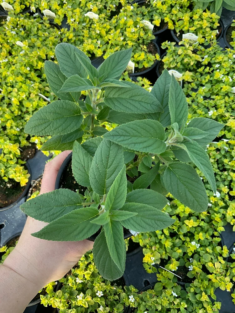 Pineapple Sage Live Plant - Salvia rutilans - 4.5" Pot - Fragrant Culinary Herb - Image 1