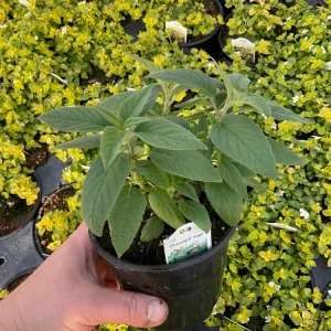 Pineapple Sage Live Plant - Salvia rutilans - 4.5