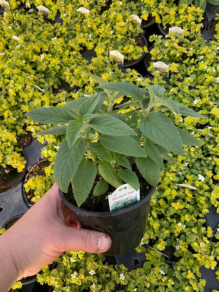 Pineapple Sage Live Plant - Salvia rutilans - 4.5" Pot - Fragrant Culinary Herb - Image 5