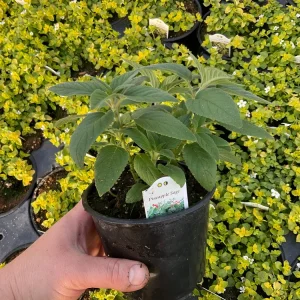 Pineapple Sage Live Plant - Salvia rutilans - 4.5