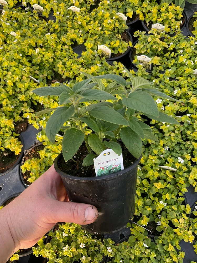 Pineapple Sage Live Plant - Salvia rutilans - 4.5" Pot - Fragrant Culinary Herb - Image 6