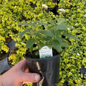 Pineapple Sage Live Plant - Salvia rutilans - 4.5