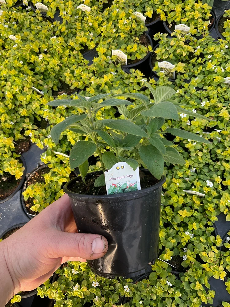 Pineapple Sage Live Plant - Salvia rutilans - 4.5" Pot - Fragrant Culinary Herb - Image 7