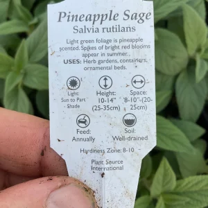 Pineapple Sage Live Plant - Salvia rutilans - 4.5