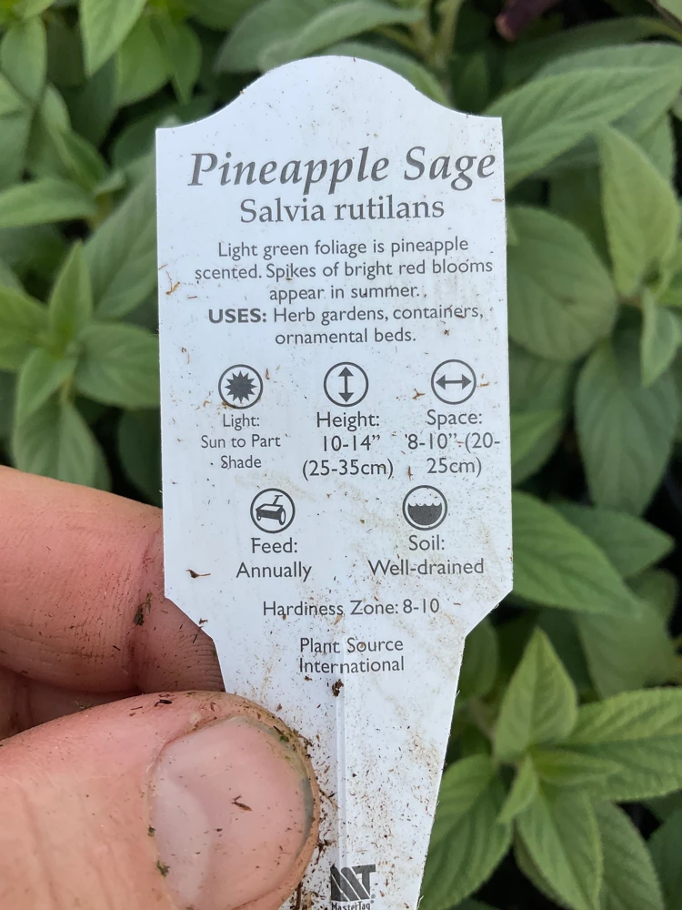 Pineapple Sage Live Plant - Salvia rutilans - 4.5" Pot - Fragrant Culinary Herb - Image 8