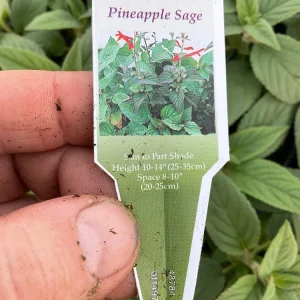 Pineapple Sage Live Plant - Salvia rutilans - 4.5