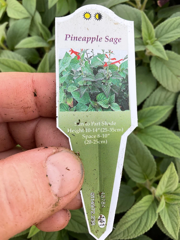 Pineapple Sage Live Plant - Salvia rutilans - 4.5" Pot - Fragrant Culinary Herb - Image 9