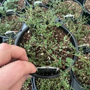 Pink Chintz Thyme Live Plant – 4.5 inch Pot – Fragrant Groundcover - Image 2