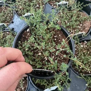 Pink Chintz Thyme Live Plant – 4.5 inch Pot – Fragrant Groundcover - Image 1