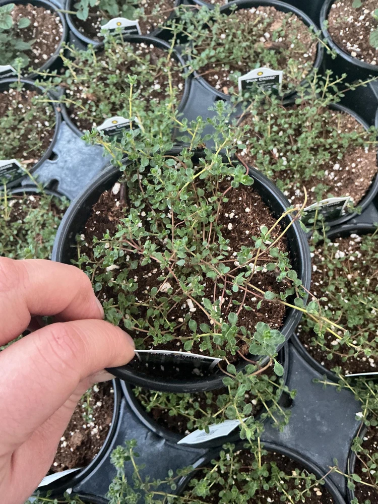Pink Chintz Thyme Live Plant – 4.5 inch Pot – Fragrant Groundcover - Image 1