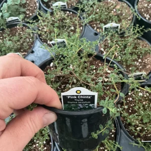 Pink Chintz Thyme Live Plant – 4.5 inch Pot – Fragrant Groundcover - Image 4