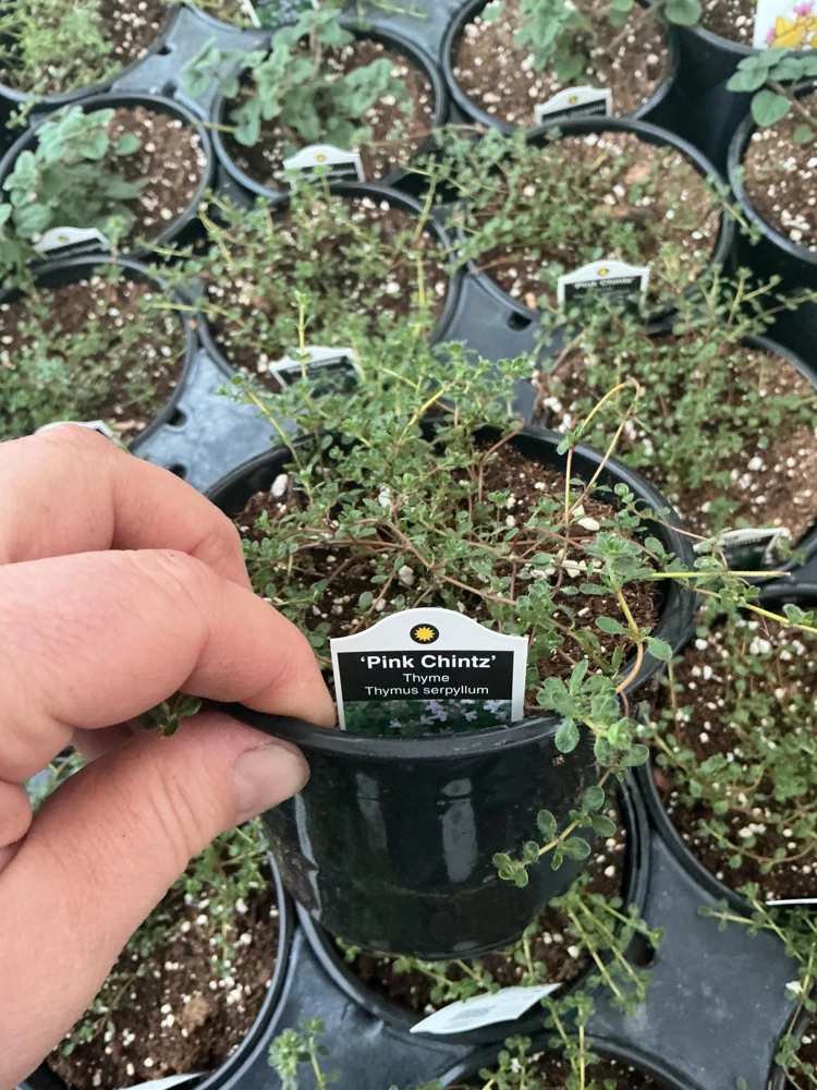 Pink Chintz Thyme Live Plant – 4.5 inch Pot – Fragrant Groundcover - Image 4