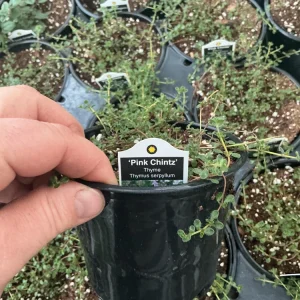 Pink Chintz Thyme Live Plant – 4.5 inch Pot – Fragrant Groundcover - Image 5
