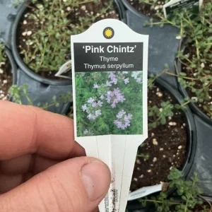 Pink Chintz Thyme Live Plant – 4.5 inch Pot – Fragrant Groundcover - Image 7
