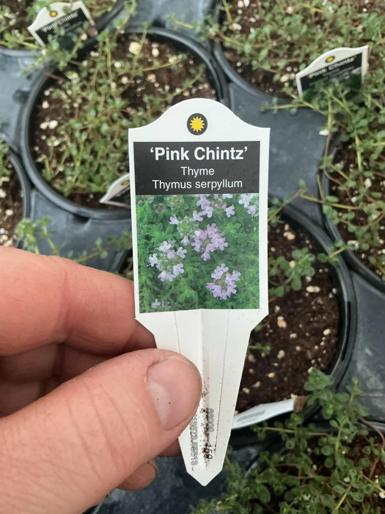 Pink Chintz Thyme Live Plant – 4.5 inch Pot – Fragrant Groundcover - Image 7
