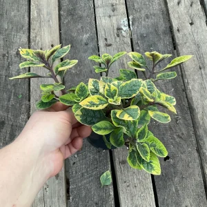 Plectranthus Fancifillers Guacamole Live Plant – 4.5