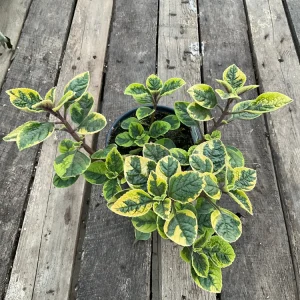 Plectranthus Fancifillers Guacamole Live Plant – 4.5