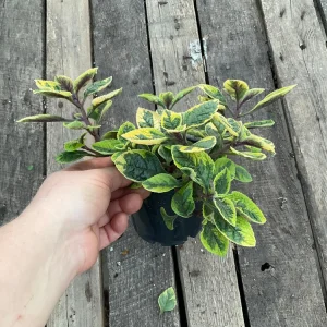 Plectranthus Fancifillers Guacamole Live Plant – 4.5