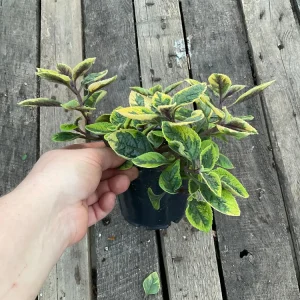 Plectranthus Fancifillers Guacamole Live Plant – 4.5