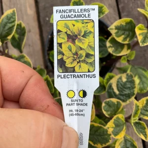 Plectranthus Fancifillers Guacamole Live Plant – 4.5