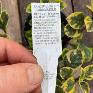 Plectranthus Fancifillers Guacamole Live Plant – 4.5