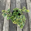 Plectranthus Fancifillers Guacamole Live Plant – 4.5" Pot – Unique Foliage - Image 1