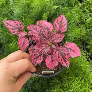 Polka Dot Plant Live Plant – Pink Hypoestes phyllostachya – 4.5
