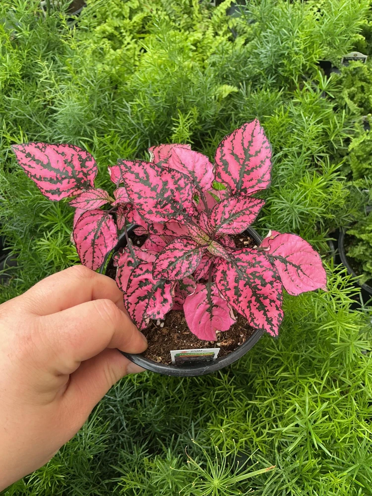 Polka Dot Plant Live Plant – Pink Hypoestes phyllostachya – 4.5" Pot – Indoor - Image 2