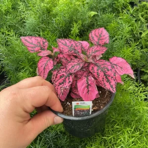 Polka Dot Plant Live Plant – Pink Hypoestes phyllostachya – 4.5