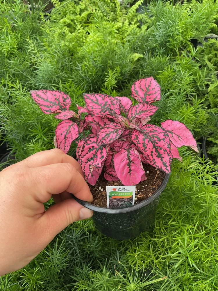 Polka Dot Plant Live Plant – Pink Hypoestes phyllostachya – 4.5" Pot – Indoor - Image 3